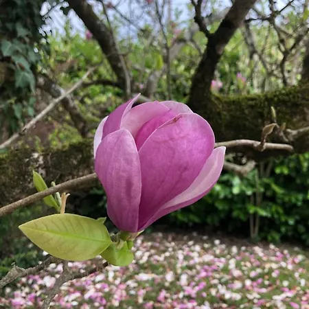 別荘 Domaine Shanti Lande *