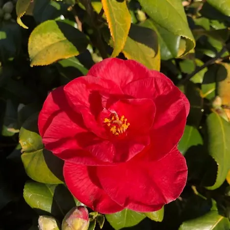 Domaine Shanti Lande *