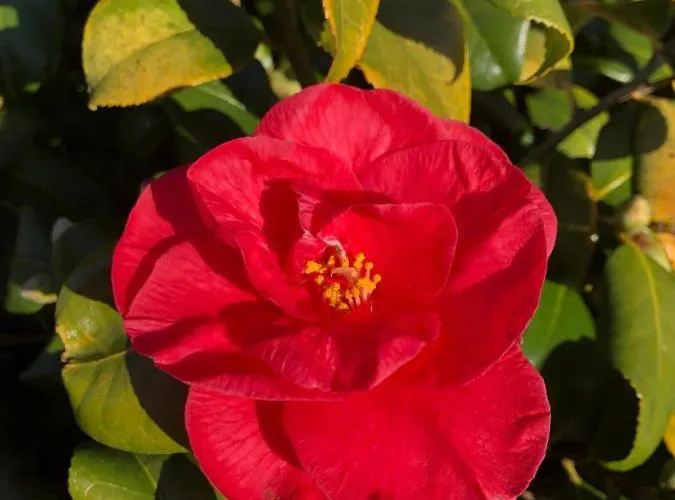 Domaine Shanti Lande *